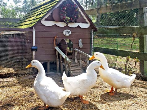 The Role of Duck Houses in Education: When Did They Start Being Used in School Programs?